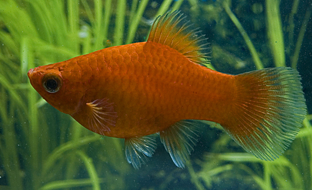 9194_cbe2eccfa974a4ae2eb950f05c8dfb39 5 Red Platy - Freshwater Aquarium Platy Fish! - Image 1