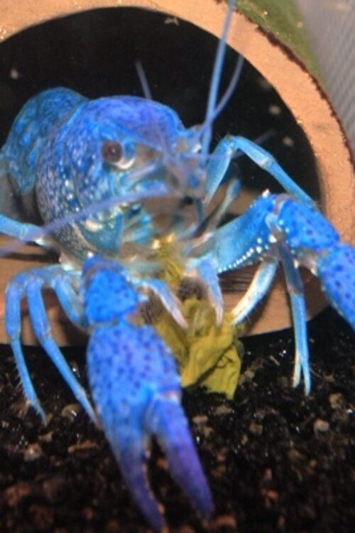 Electric Blue Claw Lobster 2″- 2.5″