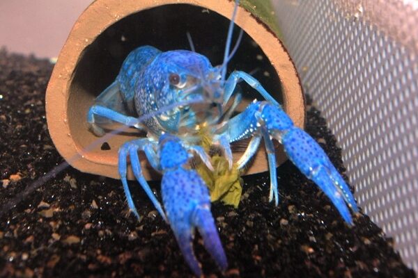 Electric Blue Claw Lobster 2"- 2.5"