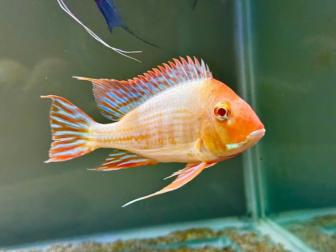 Albino_Red_Head_Tapajos_Cichlid_adult Albino Geophagus Red Head Tapajos 1.5" - 2" - Beautiful Live Fish Healthy Active - Image 1