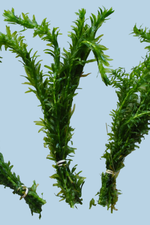 3 Bunches Anacharis Egeria Densa – Easy Live Aquarium Plant Floating or Rooted Beginner Friendly Oxygenating Freshwater Aquascaping Plant