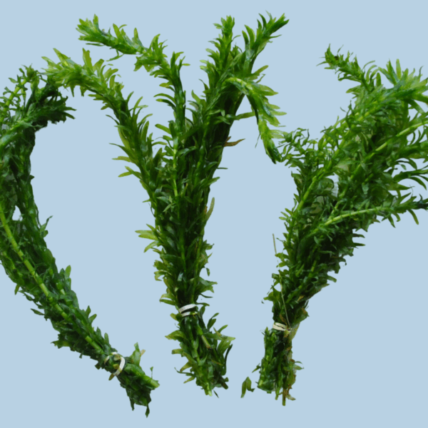 3 Bunches Anacharis Egeria Densa - Easy Live Aquarium Plant Floating or Rooted Beginner Friendly Oxygenating Freshwater Aquascaping Plant