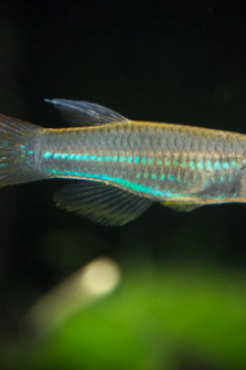 3 Pack of Neon Stripe Lampeye Killie beautiful Live Fish Freshwater Aquarium