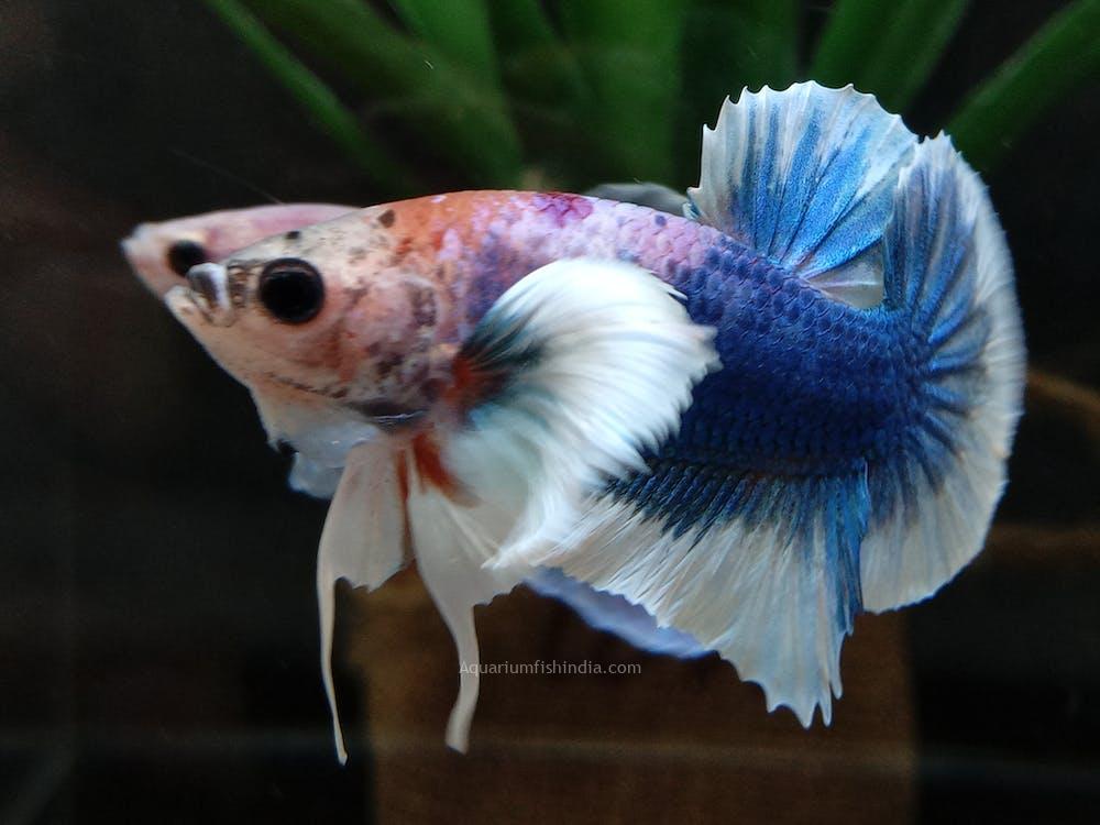 Dumbo Ear Male Betta - Random Pick -Healthy Active Betta Live Fish for Aquarium - Image 1