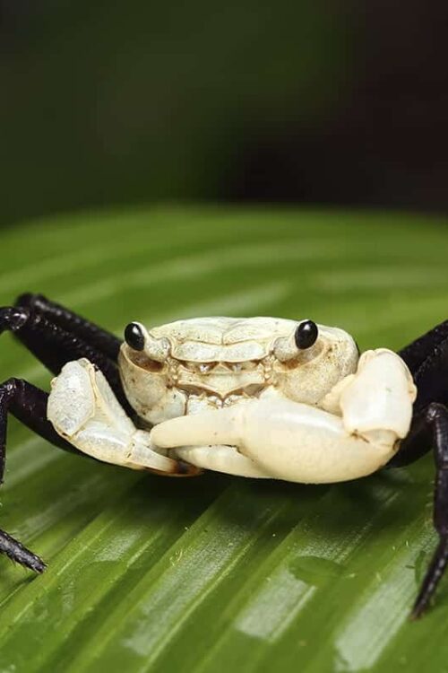 Panda Crab Lepidothelphusa padawan- Fun addition!