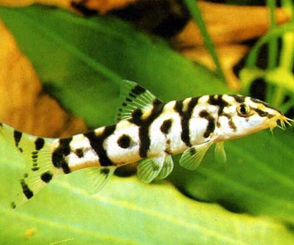 Pakistani Loach 2" - Freshwater Live Fish FAST SHIP