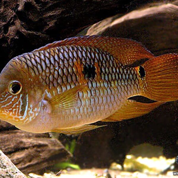 Aquidens Metae (Yellow Acara) Cichlid 1.5" - 2" Electrify Your Aquarium