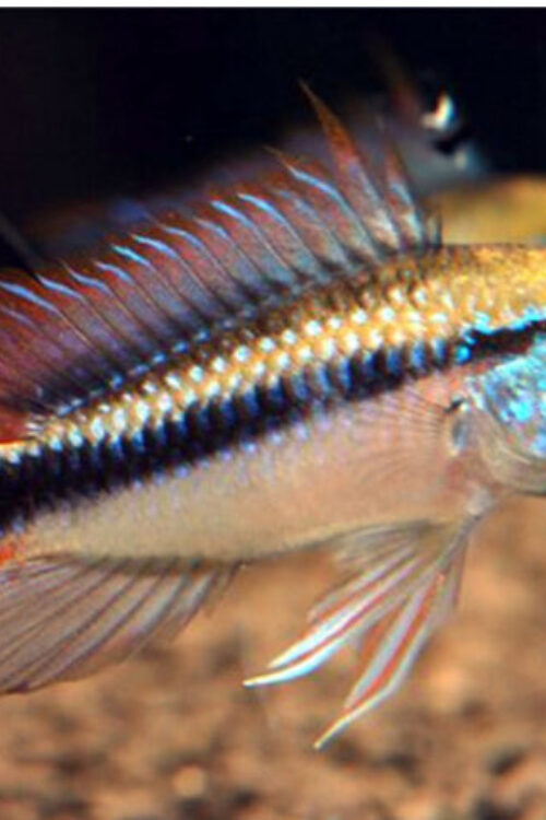 1 PAIR 🌊 Apistogramma sp. “Rio Mamoré” M/L – Rare & Colorful Dwarf Cichlid