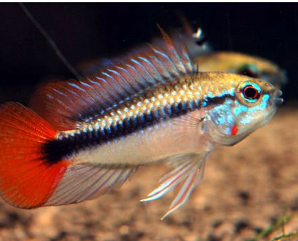 1 PAIR 🌊 Apistogramma sp. "Rio Mamoré" M/L – Rare & Colorful Dwarf Cichlid