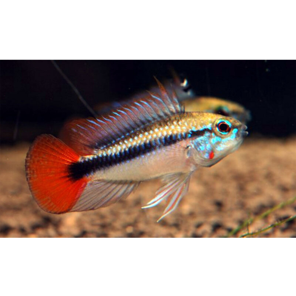 1 PAIR 🌊 Apistogramma sp. "Rio Mamoré" M/L – Rare & Colorful Dwarf Cichlid