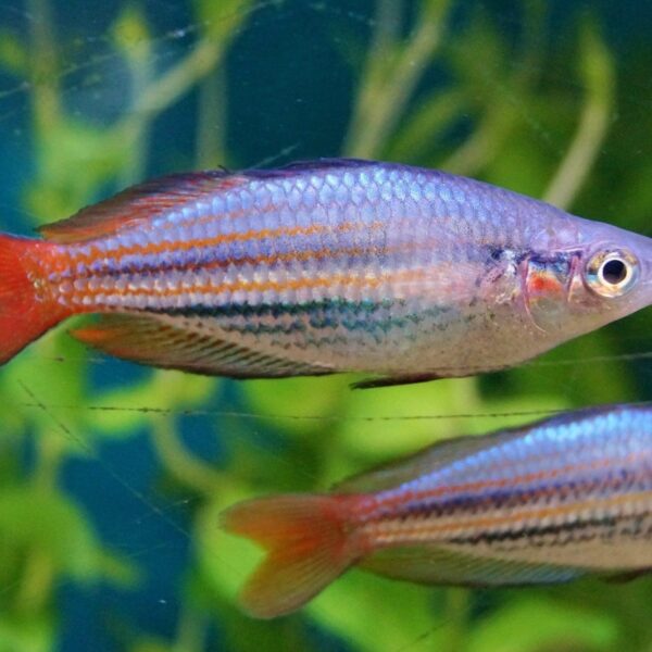 🌈 2x Western Rainbowfish (Melanotaenia australis) – Hardy & Colorful Schooling Fish 🐟