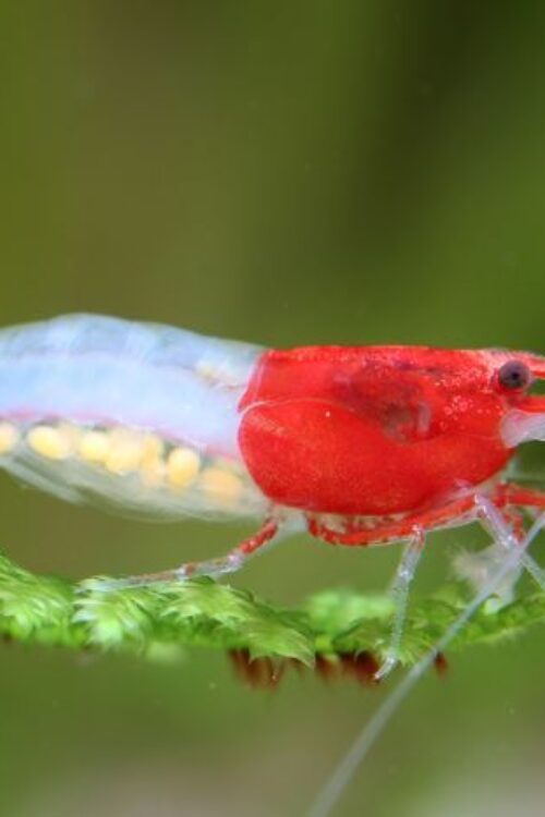 Red Rili Shrimp Neocardinia Denticulata Live Freshwater Fish fun Addition
