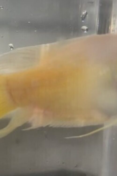 ✨ Albino Paradise Fish Large (Macropodus opercularis) – Rare Color Morph of a Classic Tropical Species