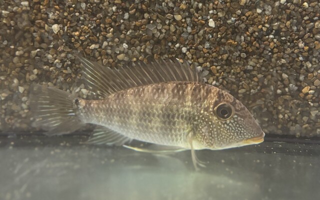 16856_599d1181147e79cfcd3a0399bc2ea534