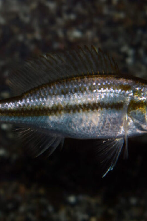Compressiceps Cichlid 2″ Dimidichromis Compressiceps