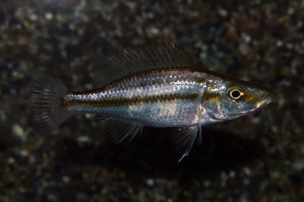 Compressiceps Cichlid 2" Dimidichromis Compressiceps
