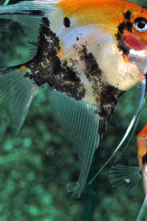 Koi Angel Small-Medium Size Body Healthy Live Angel Fish