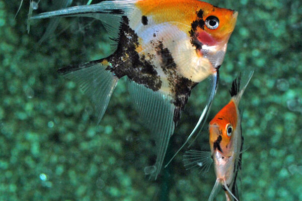 Koi Angel Small-Medium Size Body Healthy Live Angel Fish