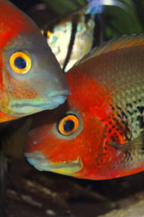 2x Orange Shoulder Severum (Small) RARE Limited quantity