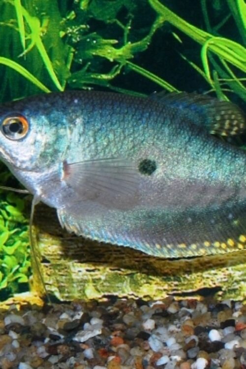 💎 Blue Gourami 1.5″ (Trichopodus trichopterus) – Hardy & Peaceful Community Fish
