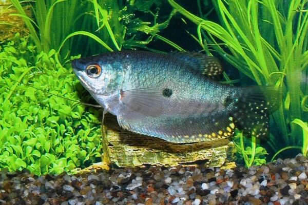 💎 Blue Gourami 1.5" (Trichopodus trichopterus) – Hardy & Peaceful Community Fish