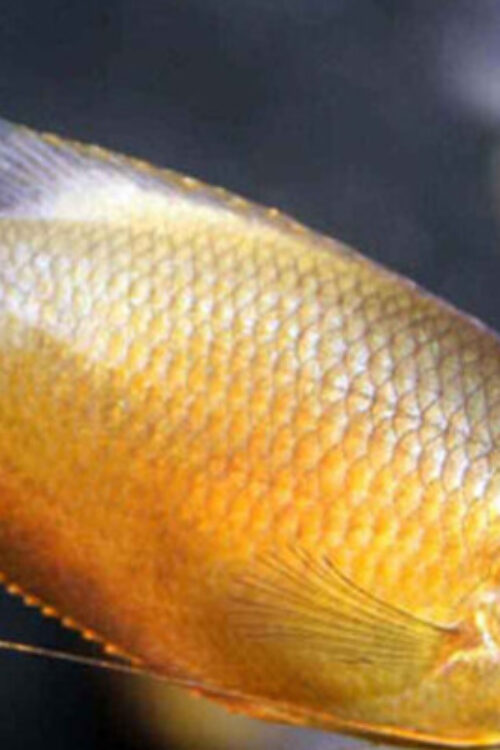 🌅 Sunset Gourami 1.5″ (Trichogaster labiosa) – Peaceful & Vibrant Dwarf Gourami