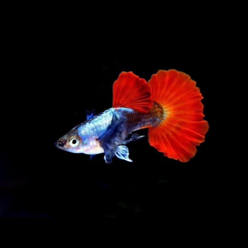 C163DFFA-5983-46BC-A6FF-069A1E557ABB 3 Platinum Red Dumbo Ear Guppy MALES -Awesome Fun 🌿 Live Fish - Image 1