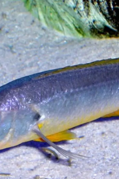 Barracuda Cichlid 1.5″  Rhamphochromis Ferox Predatory Lake Malawi Beauty