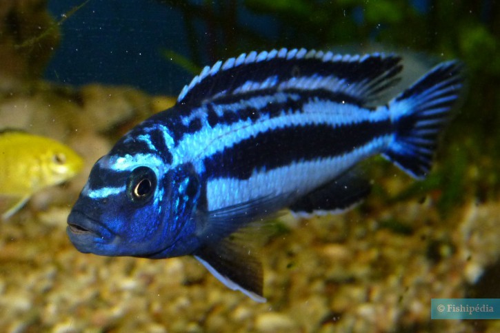 Melanochromis_cyaneorhabdos_3-725x483 💎 Blue Neon Maingano 1.5" (Pseudotropheus cyaneorhabdos) – Striking Mbuna from Lake Malawi - Image 1