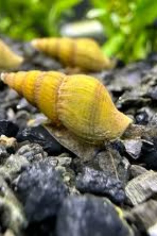 Gold Assassin Snails (5-Pack Small) Live Freshwater Algae Eaters Tank Cleaners