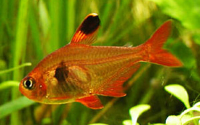 1612_20b3d760cafd29a7cdc53832e130bdf2 ❤️ 6 Red Phantom Tetra (Hyphessobrycon sweglesi) – Colorful & Peaceful Community Fish - Image 1