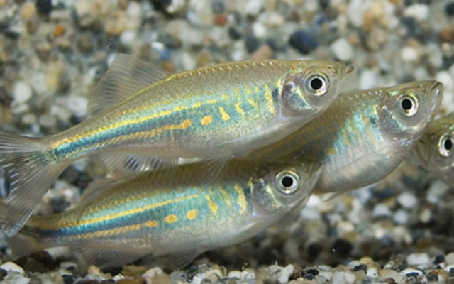 1615_5d04ead1643617680e3b441f51c9367c 🌊 6 Giant Danio (small) (Devario aequipinnatus) – Fast & Active Schooling Fish - Image 1