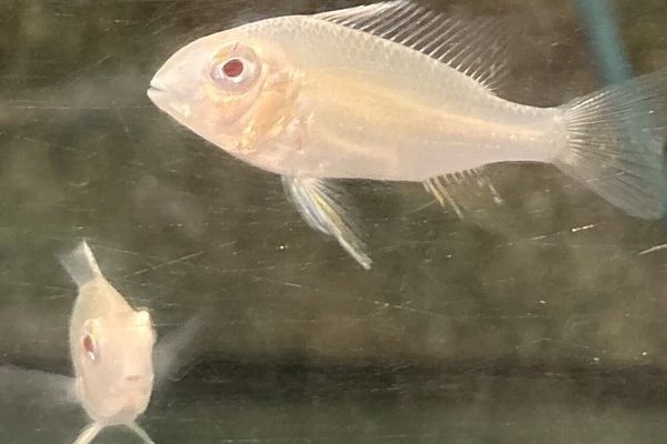 🤍 2 Albino Threadfin Acara 1.5" (Acarichthys heckelii “Albino”) – Graceful, Intelligent & Rarely Seen Cichlid