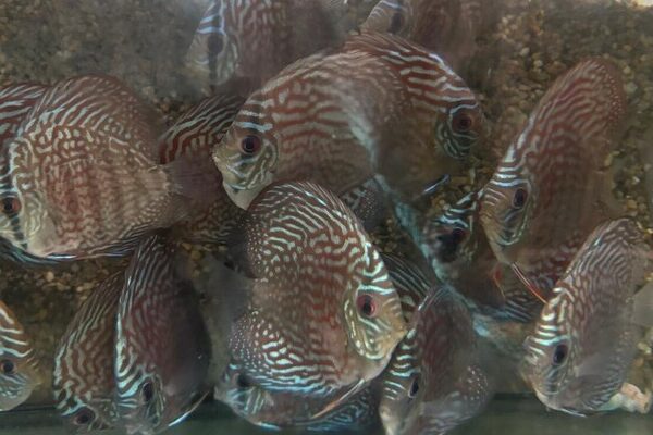 Turquoise Checkerboard 2.5" Healthy Live Discus Fish tropical aquarium