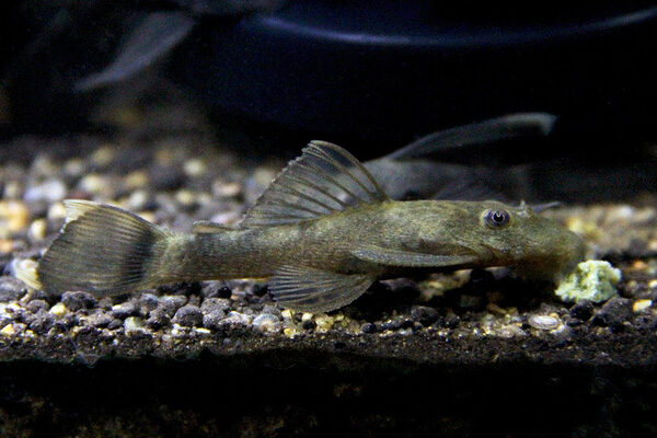 🐉 Shortfin Green Dragon Bristlenose 1"-1.5" – Unique & Hardy Algae Eater