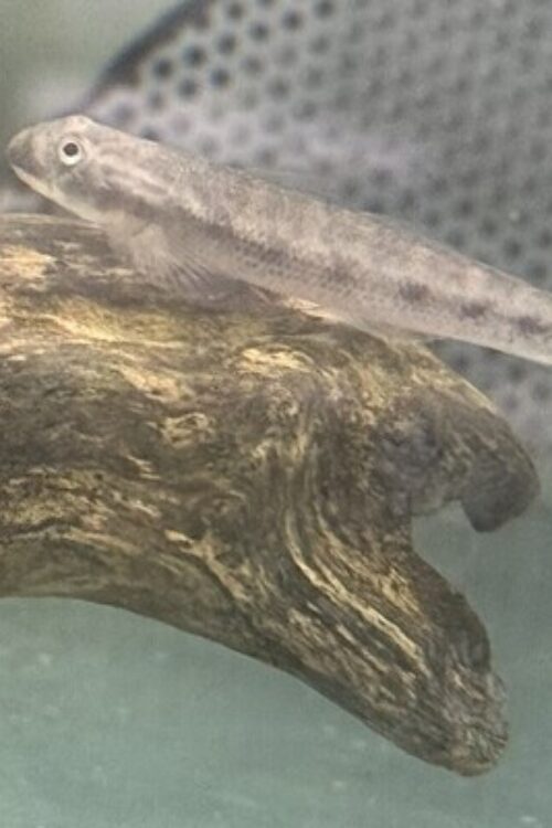 🔥 Redtail Goby Med-Lrg (Sicyopterus lagocephalus) – Energetic, Colorful & Algae-Grazing Stream Goby