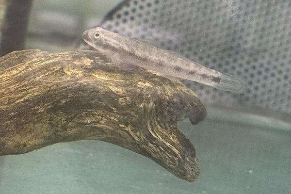 🔥 Redtail Goby Med-Lrg (Sicyopterus lagocephalus) – Energetic, Colorful & Algae-Grazing Stream Goby