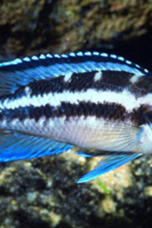💎 Neolamprologus buescheri “Blue Face” 2″ – Elegant & Rare African Cichlid
