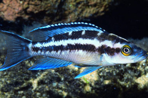 💎 Neolamprologus buescheri “Blue Face” 2" – Elegant & Rare African Cichlid