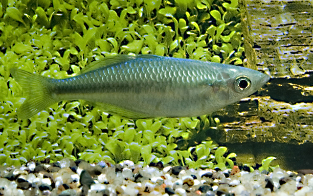 3698_fe15618d3ac3daebc36925ae85ecf378 2 Turquoise Rainbow Medium - Rainbowfish live Fish Beautiful Color and Healthy - Image 1