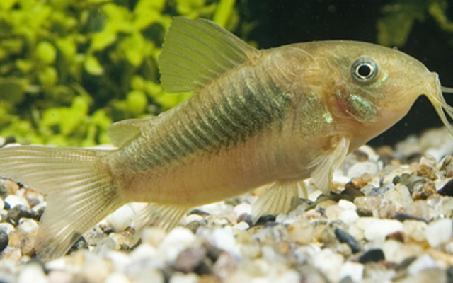 4566_0b9de1606e06f68022d455f62fb9fb72 💚 3 Green Aeneus Corydora (Corydoras aeneus) – Peaceful & Hardy Schooling Catfish - Image 1