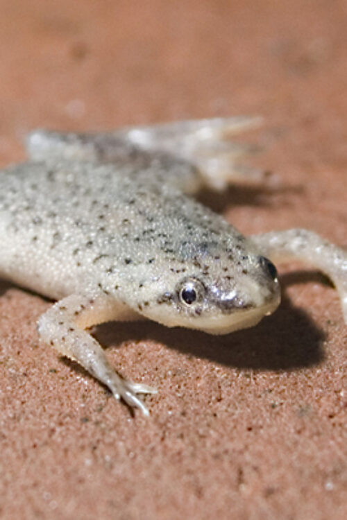 🐸 African Dwarf Frog (Hymenochirus spp.) – Peaceful, Fun & Fully Aquatic Companion
