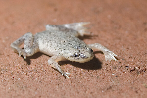 🐸 African Dwarf Frog (Hymenochirus spp.) – Peaceful, Fun & Fully Aquatic Companion