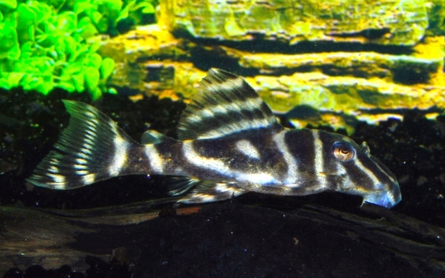 5125_1801a89d890dd2212af1f9e7d36f81e2 🦓 Zebra Pleco Colombia (L129) 2"-3" – Rare Black & White Pleco - Image 1