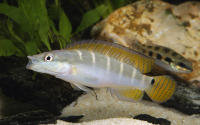 6544_adf1ccc28fe5507f28ee160bea382ca5 💚 Green Dwarf Pike Cichlid 3" (Crenicichla compressiceps) – Compact, Intelligent & Fiercely Beautiful - Image 1