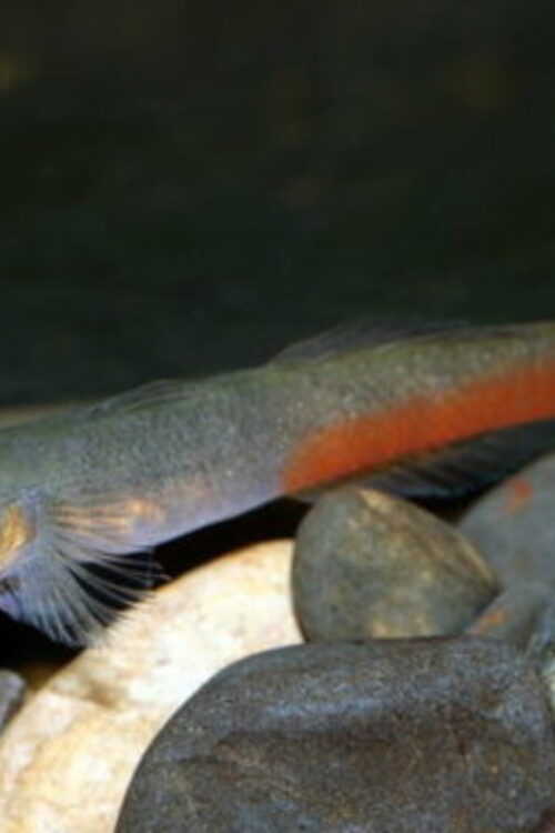 ❤️ Red Lip Goby Med. (Sicyopus rubicundus) – Rare, Colorful & Stream-Dwelling Jewel
