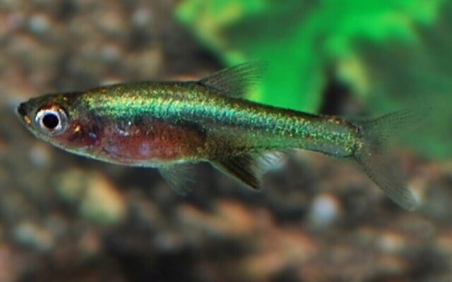 6 Pack Rasbora Sundadanio Green ( Sundadanio Axelrodi. Var Green) Awesome find!