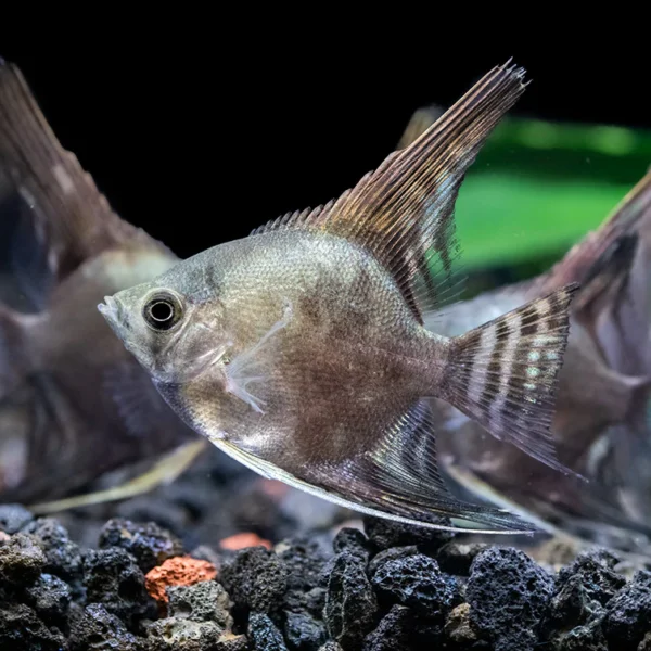 3 Pack Smokey Angel Quarter+ Body Healthy Live Angel Fish