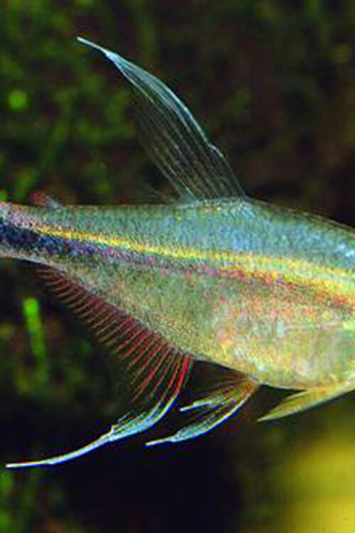 🔥 Phoenix Tetra Small-Med (Hyphessobrycon eques “Phoenix”) – Lively, Colorful & Peaceful Community Gem