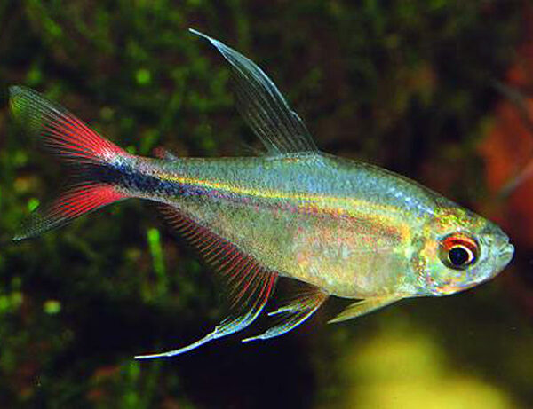 🔥 Phoenix Tetra Small-Med (Hyphessobrycon eques “Phoenix”) – Lively, Colorful & Peaceful Community Gem